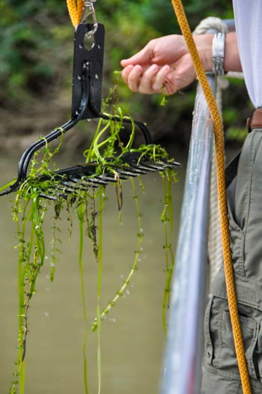 The U.S. Army Corps of Engineers Buffalo District is on a mission to fight hydrilla, an aggressive plant species that has wreaked havoc from Asia to every continent except Antarctica.

“Hydrilla completely chokes out our waterways and impacts all the things we enjoy,” said Michael Greer, USACE Buffalo District project manager. “It affects water quality, the economy, businesses, hydropower and flood reduction - ultimately our health and our wallets.”

“A single aquatic plant could put all of that at risk,” warned New York Senator Charles Schumer in 2017.