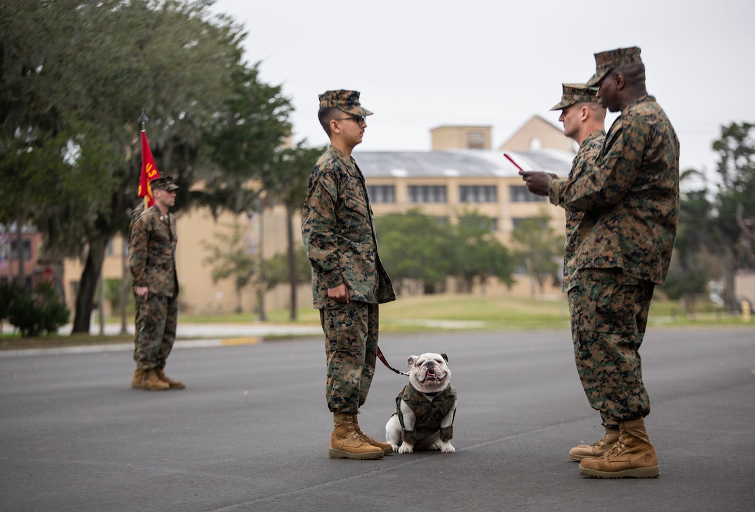 Marine Corps Recruit Depot Parris Island's mascot, Lance Cpl. Opha May, is read her promotion warrant during a battalion formation on Parris Island, S.C., Jan. 3.