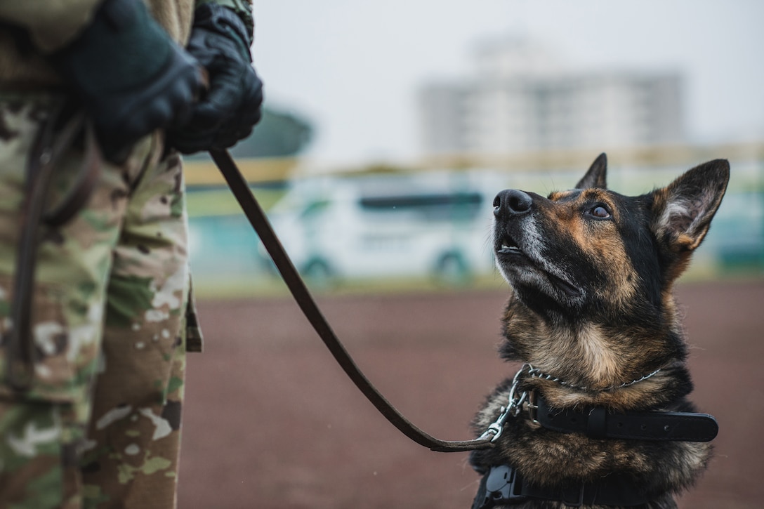 A dog looks up at a service member.