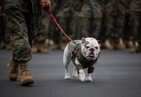 Marine Corps Recruit Depot Parris Island's mascot, Lance Cpl. Opha May, proceeds to the front of a battalion formation on Parris Island, S.C., Jan. 3, 2019. Opha May was promoted to the rank of corporal by Headquarters and Service Battalion's commanding officer, Col. Sean C. Kileen. In attendance were Marine Corps Recruit Depot Parris Island’s commanding general, Brig. Gen. James F. Glynn, his family, and depot Sergeant Major, Sgt. Major William Carter.
(U.S. Marine Corps photos by Sgt. Dana Beesley)