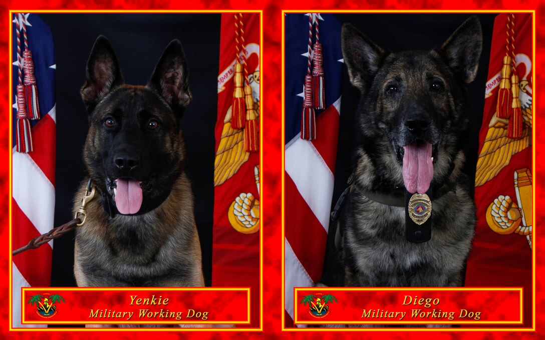 U.S. Marine Corps military working dogs, Yenkie, left, and Diego pose for a photo, Marine Corps Base Hawaii, Jan. 14, 2020. (U.S. Marine Corps Illustration by Sgt. Alex Kouns and Lance Cpl. Samantha Sanchez)
