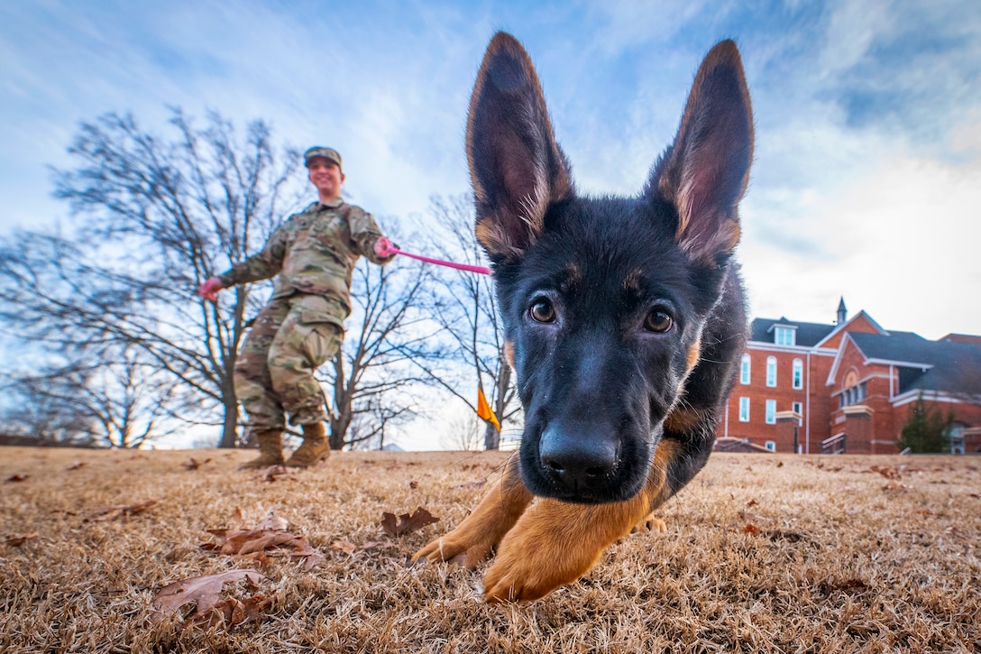 An Army ROTC cadet in uniform walks a dog.