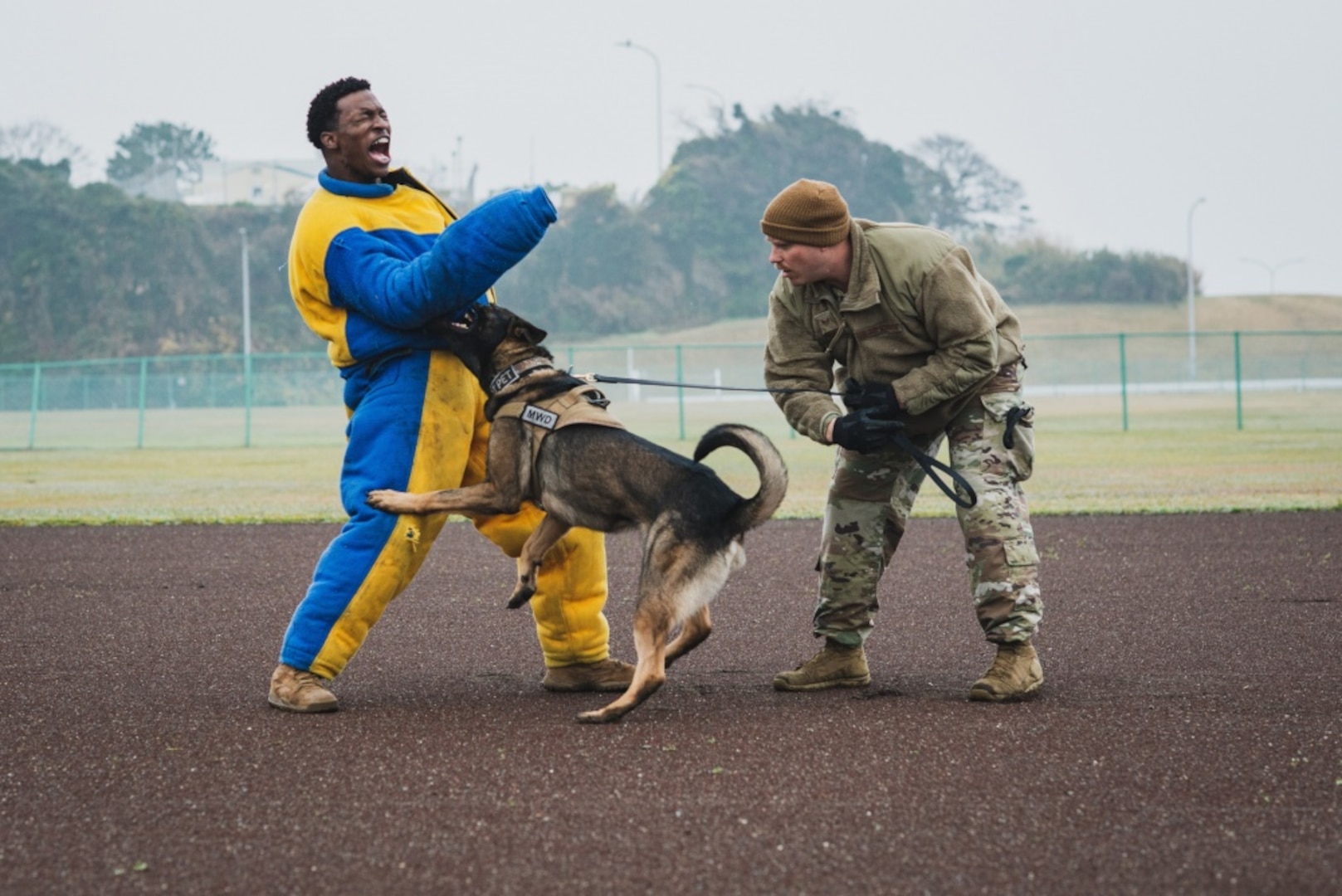 Yokosuka Holds Military Working Dog Joint Training