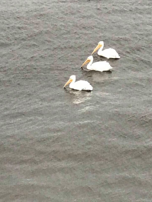 Trio of Snowbirds on Lake Okeechobee - American White Pelicans return to Lake O for the winter
