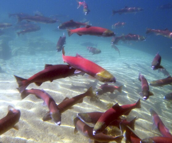 picture of fish
