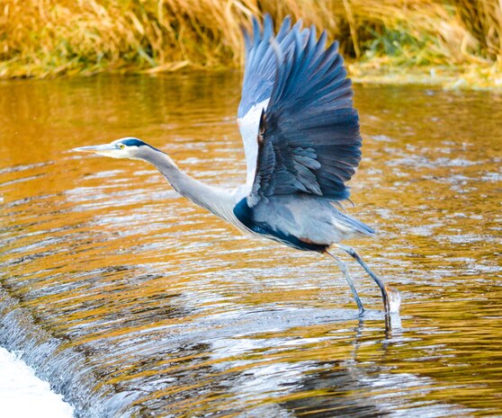 a picture of a great blue heron