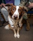 Keeper, Hope Animal Assisted Crisis Response therapy dog, visited Schriever Air Force Base, Colorado, Dec. 17, 2019 and Jan. 7, 2020. The next visit will be Feb. 4 outside the Building 300 auditorium during lunch. (U.S. Air Force photo by Kathryn Calvert)