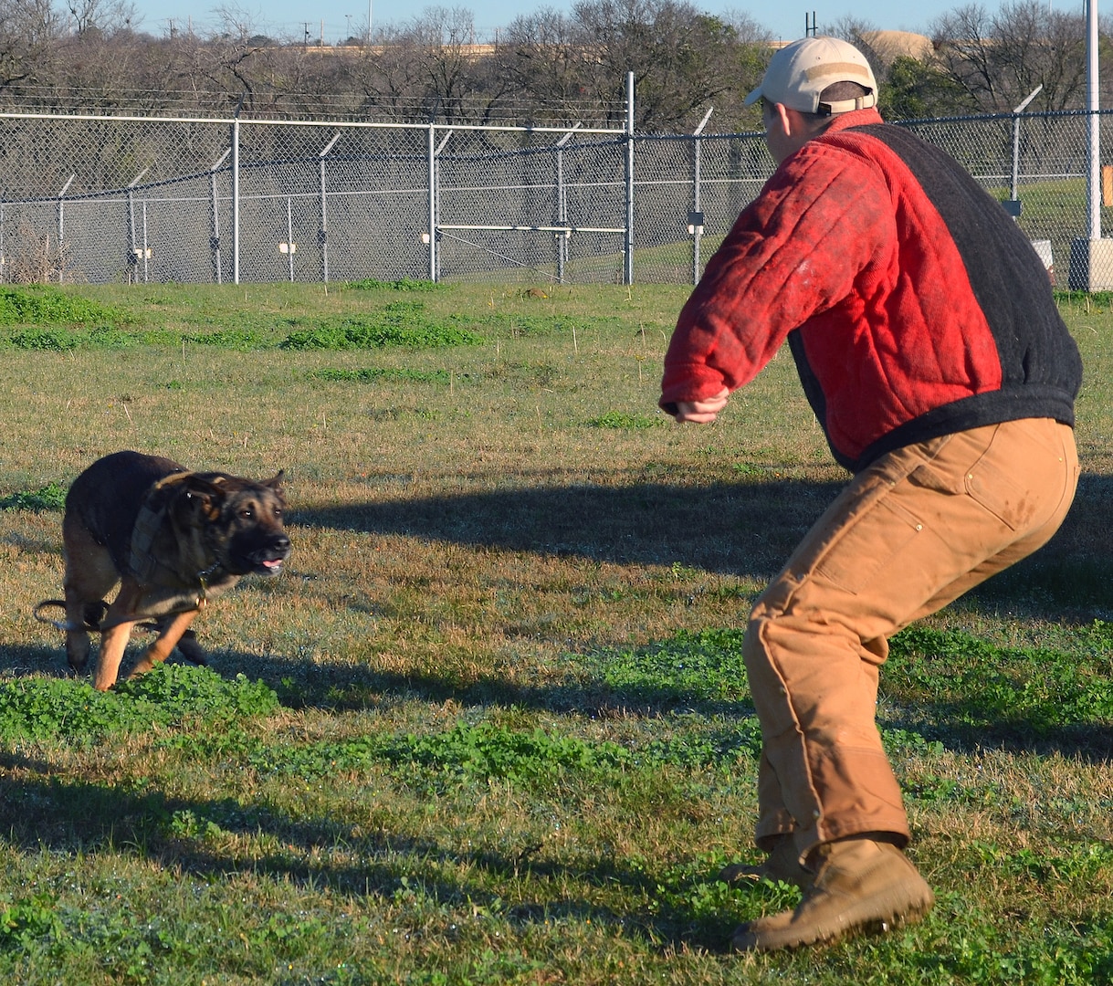 Military working dog Tarzan charges at Staff Sgt. Matthew Erfman, 802nd Security Forces Squadron military working dog handler, during a demonstration at Joint Base San Antonio-Lackland Annex Jan. 23. The demonstration was held before a group of area school superintendents and administrators who toured JBSA-Lackland at the invitation of JBSA leaders.