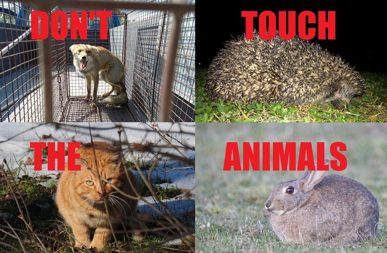 Can T Touch This Stay Away From Stray Wild Animals P Style Font Size px U S Air Forces In Europe Air Forces Africa P Article Display