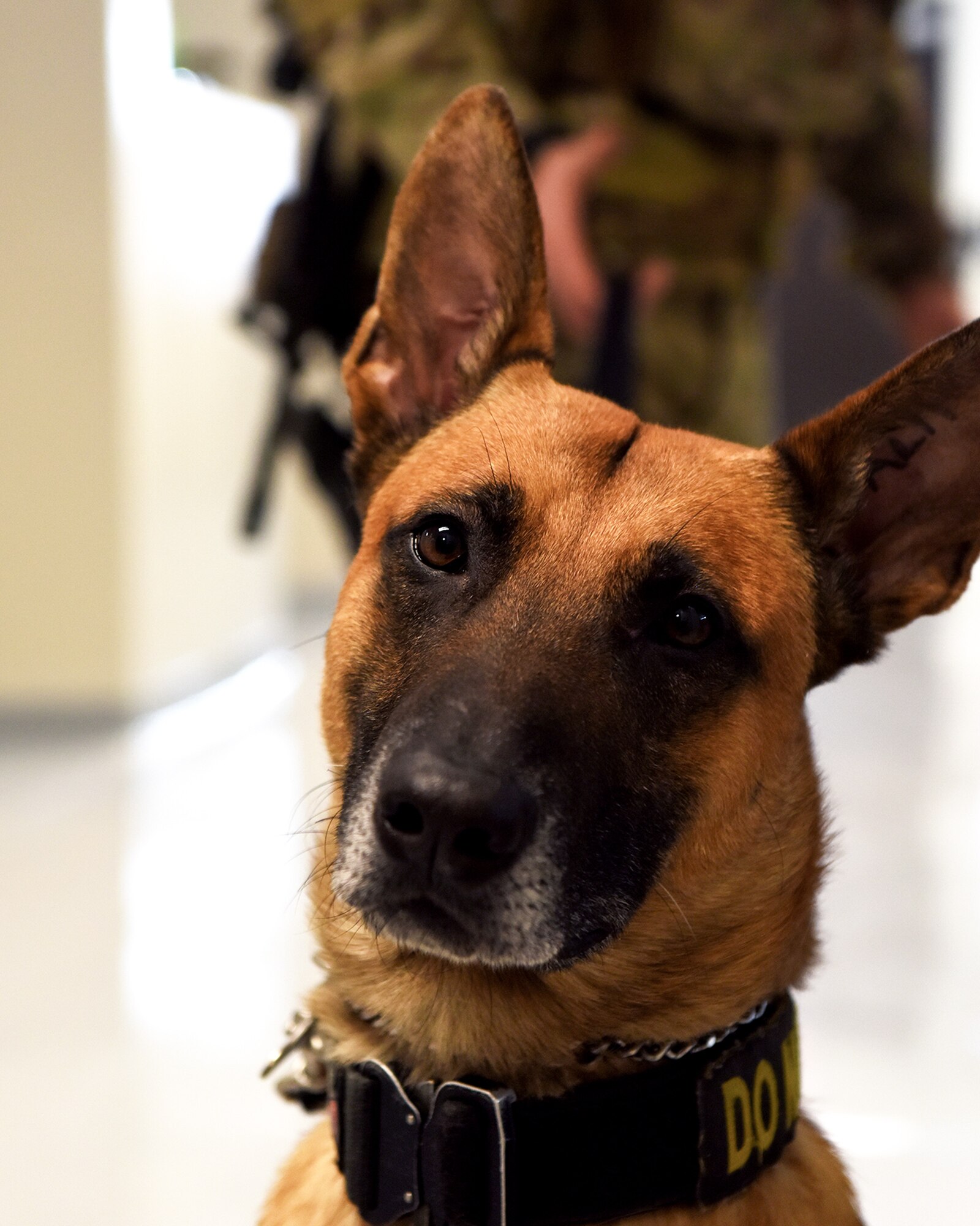 Bico, 319th Security Forces Squadron military working dog, sits in front of Staff Sgt. Carlton Isaacson, 319 SFS MWD handler, in their new K-9 facility at Grand Forks Air Force Base, N.D., Jan. 24, 2020. This new facility is equipped with state-of-the-art equipment to improve the quality of life for the MWD’s, which includes heated flooring and upgraded ventilation and sanitation systems. (U.S. Air Force photo by Staff Sgt. Patrick A. Wyatt)