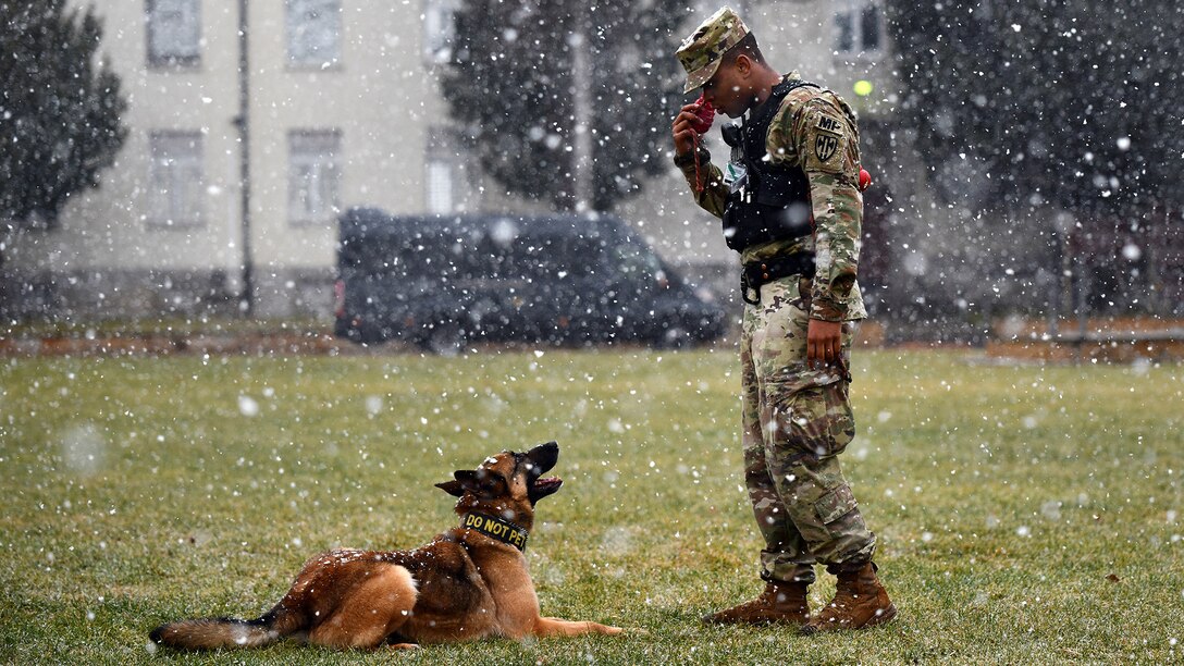 Military Working Dogs: U.S. Army Europe