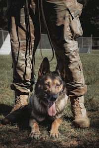 Szultan, a military working dog assigned to the 628th Security Forces Squadron, at Joint Base Charleston, S.C., obeys his handler during a demonstration with Col. Marc Greene, 628th Air Base Wing commander, June 19, 2020.