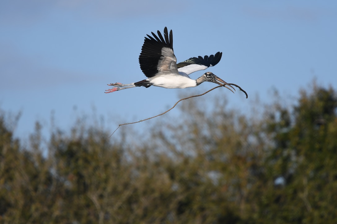 A wood stork flies over south Florida carrying nesting materials.