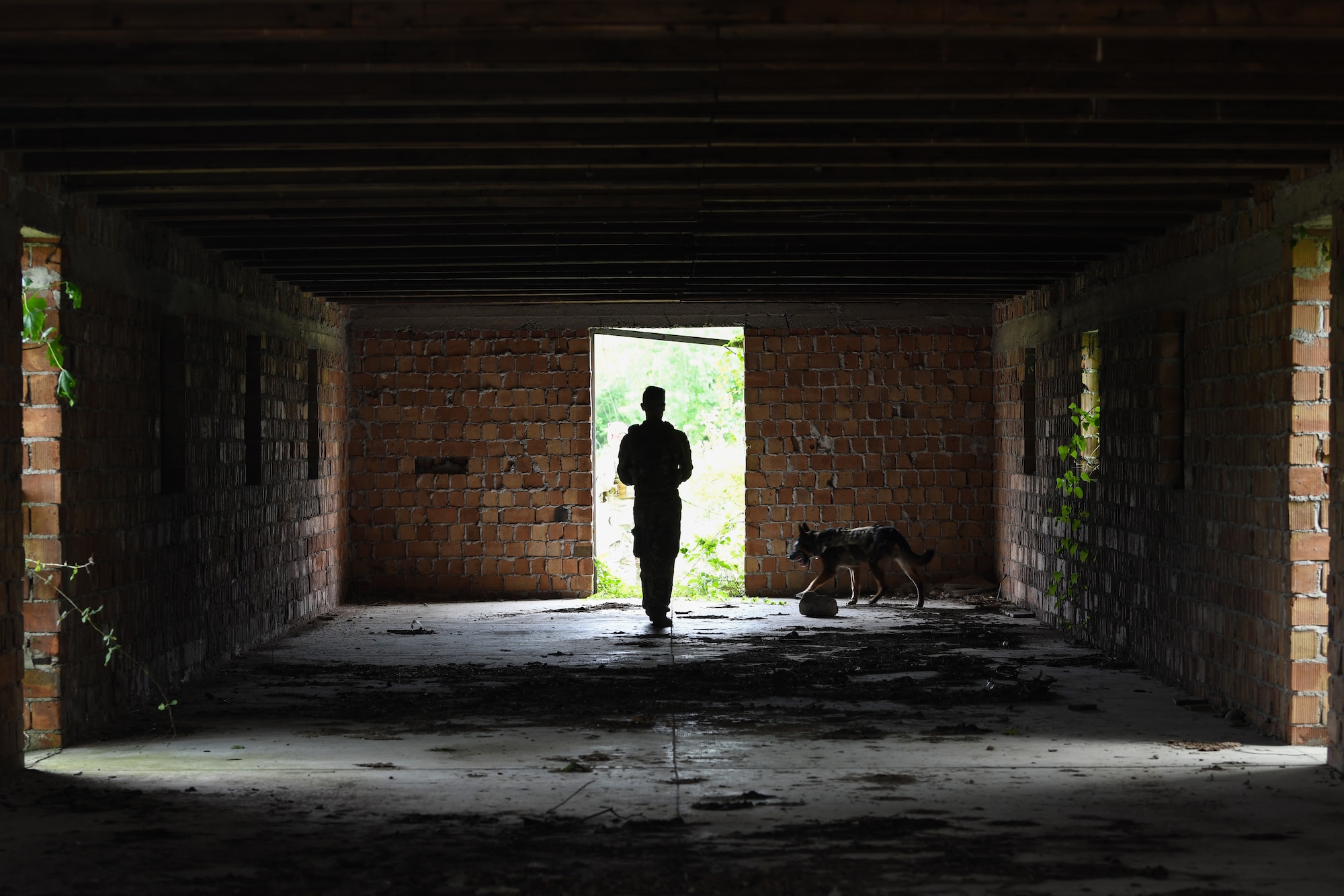 U.S. Air Force Staff Sgt. Benjamin Howard, 31st Security Force Squadron military working dog handler and his K-9 counterpart, Kay, search for a simulated downed pilot during Operation Porcupine, June 30, 2020 at Osoppo, Italy. Operation Porcupine is an exercise demonstrating the interoperability of all units in the 31st Operations Group. (U.S. Air Force photo by Airman 1st Class Ericka A. Woolever)