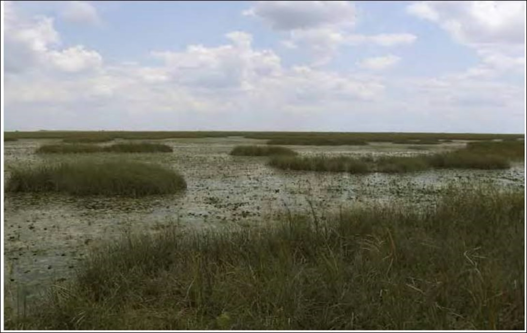 Photo of Everglades ridge and slough landscape in Water Conservation Area 3A