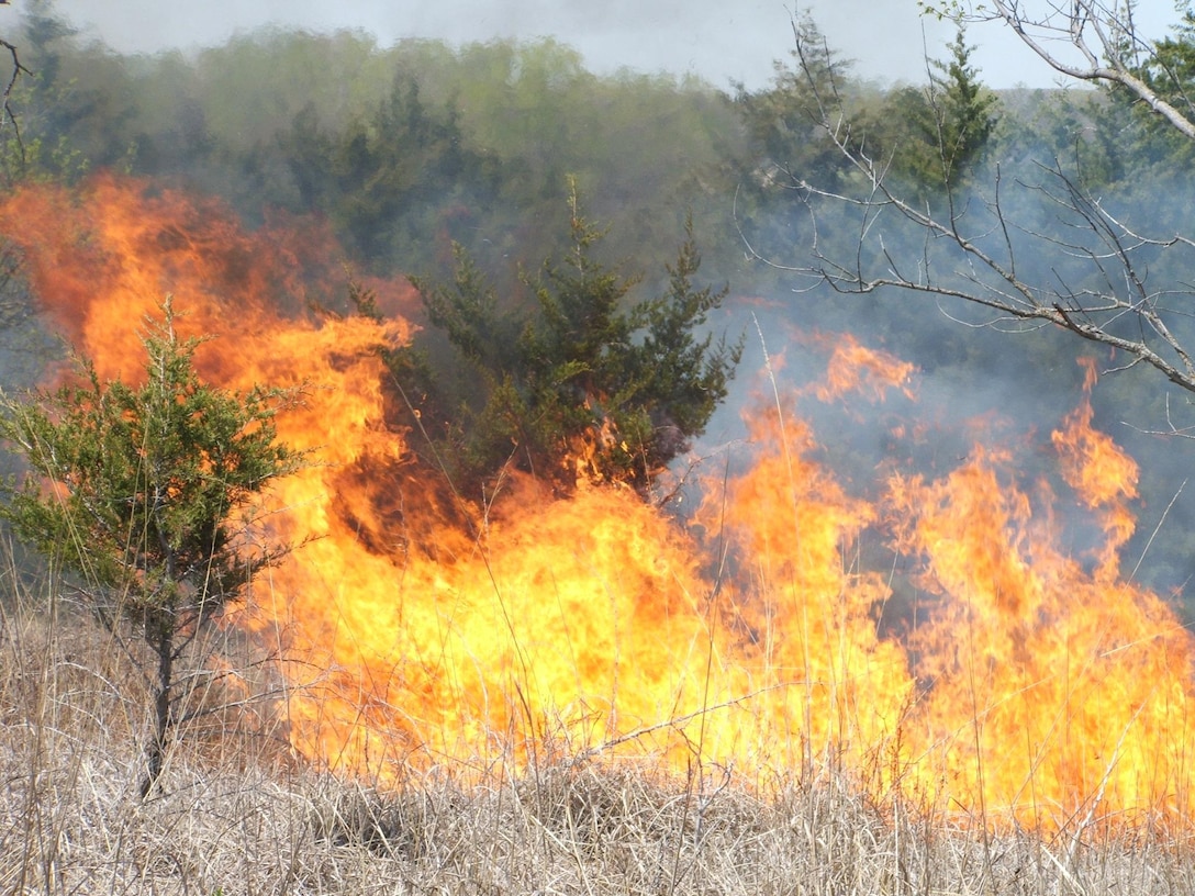 A fire with tall flames burns grasslands and a few small trees.