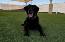 Dog poses for a photo.