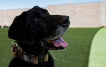 Dog poses for a photo.