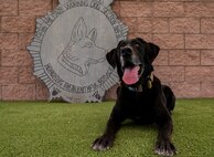 Dog poses for a portrait.