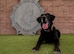 Dog poses for a portrait.