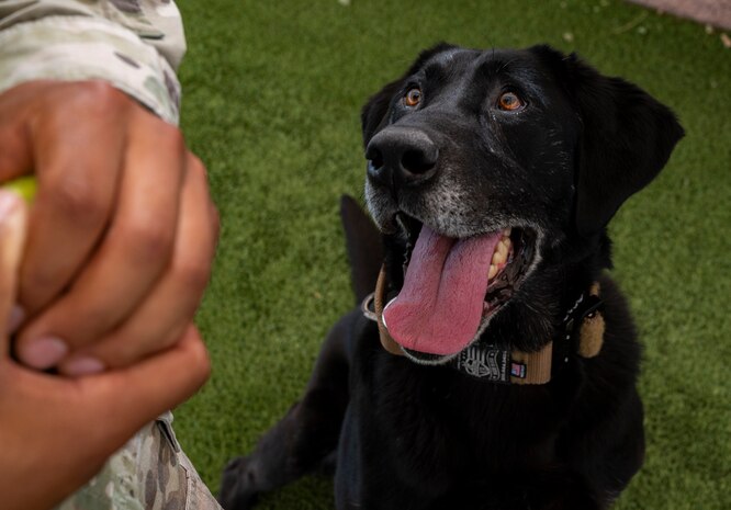 Dog looks at instructor.