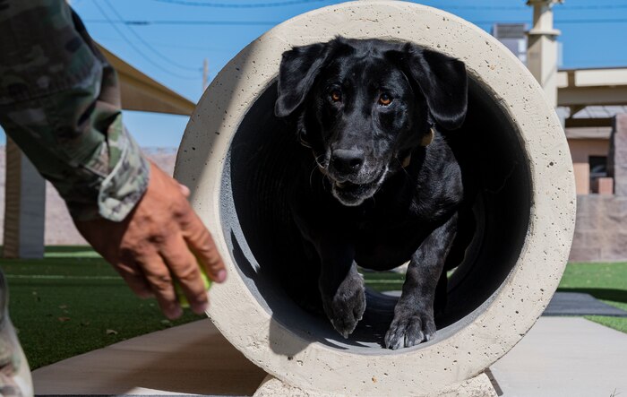 Dog runs through tunnel.
