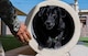 Dog runs through tunnel.