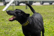 Military working dog Freddie plays outside before daily training, June 30, 2020 at Joint Base Charleston, S.C. Freddie is a new addition to the military working dog section at JB Charleston and is currently the only Labrador. She is an explosive detector dog and performs additional tasks that other MWDs at JB Charleston do not such as an extra off-leash capability. She was also trained on three additional explosive odors.
