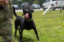 Staff Sgt. Jenings Casey, a military working dog trainer assigned to the 628th Security Forces Squadron, and military working dog Freddie, train outside June 30, 2020 at Joint Base Charleston, S.C. Freddie is a new addition to the military working dog section at JB Charleston and is currently the only Labrador. She is an explosive detector dog and performs additional tasks that other MWDs at JB Charleston do not such as an extra off-leash capability. She was also trained on three additional explosive odors.