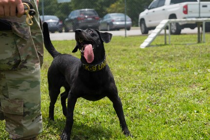 Staff Sgt. Jenings Casey, a military working dog trainer assigned to the 628th Security Forces Squadron, and military working dog Freddie, train outside June 30, 2020 at Joint Base Charleston, S.C. Freddie is a new addition to the military working dog section at JB Charleston and is currently the only Labrador. She is an explosive detector dog and performs additional tasks that other MWDs at JB Charleston do not such as an extra off-leash capability. She was also trained on three additional explosive odors.