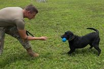 Staff Sgt. Jenings Casey, a military working dog trainer assigned to the 628th Security Forces Squadron, and military working dog Freddie, train outside June 30, 2020 at Joint Base Charleston, S.C. Freddie is a new addition to the military working dog section at JB Charleston and is currently the only Labrador. She is an explosive detector and performs additional tasks that other MWDs at JB Charleston do not such as an extra off-leash capability. She was also trained on three additional explosive odors.