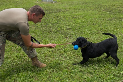 Staff Sgt. Jenings Casey, a military working dog trainer assigned to the 628th Security Forces Squadron, and military working dog Freddie, train outside June 30, 2020 at Joint Base Charleston, S.C. Freddie is a new addition to the military working dog section at JB Charleston and is currently the only Labrador. She is an explosive detector and performs additional tasks that other MWDs at JB Charleston do not such as an extra off-leash capability. She was also trained on three additional explosive odors.