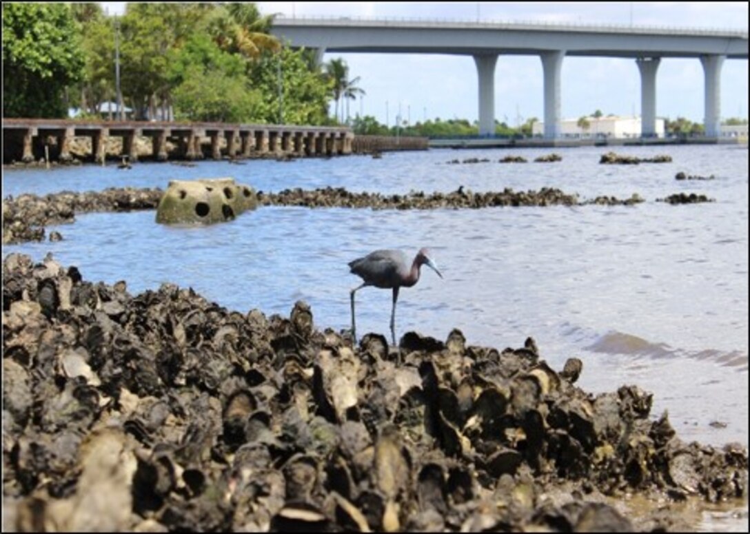 photo of Ecological Indicator Species - Eastern oyster (Crassostrea virginica)