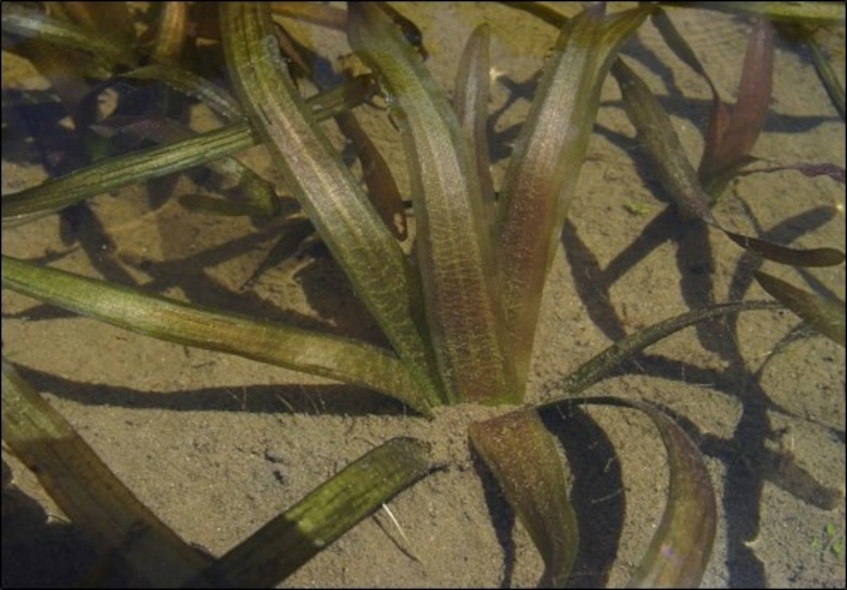 Photo of Ecological Indicator Species - Tape grass (Vallisneria americana)