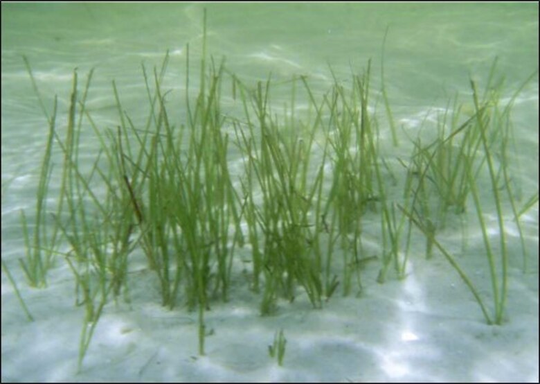 Photo of Ecological Indicator Species - Shoal grass (Halodule wrightii)