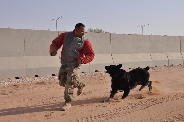 Military working dog handlers from the 378th Expeditionary Security Forces Squadron conduct a demonstration of restraint tactics at Prince Sultan Air Base, Kingdom of Saudi Arabia.