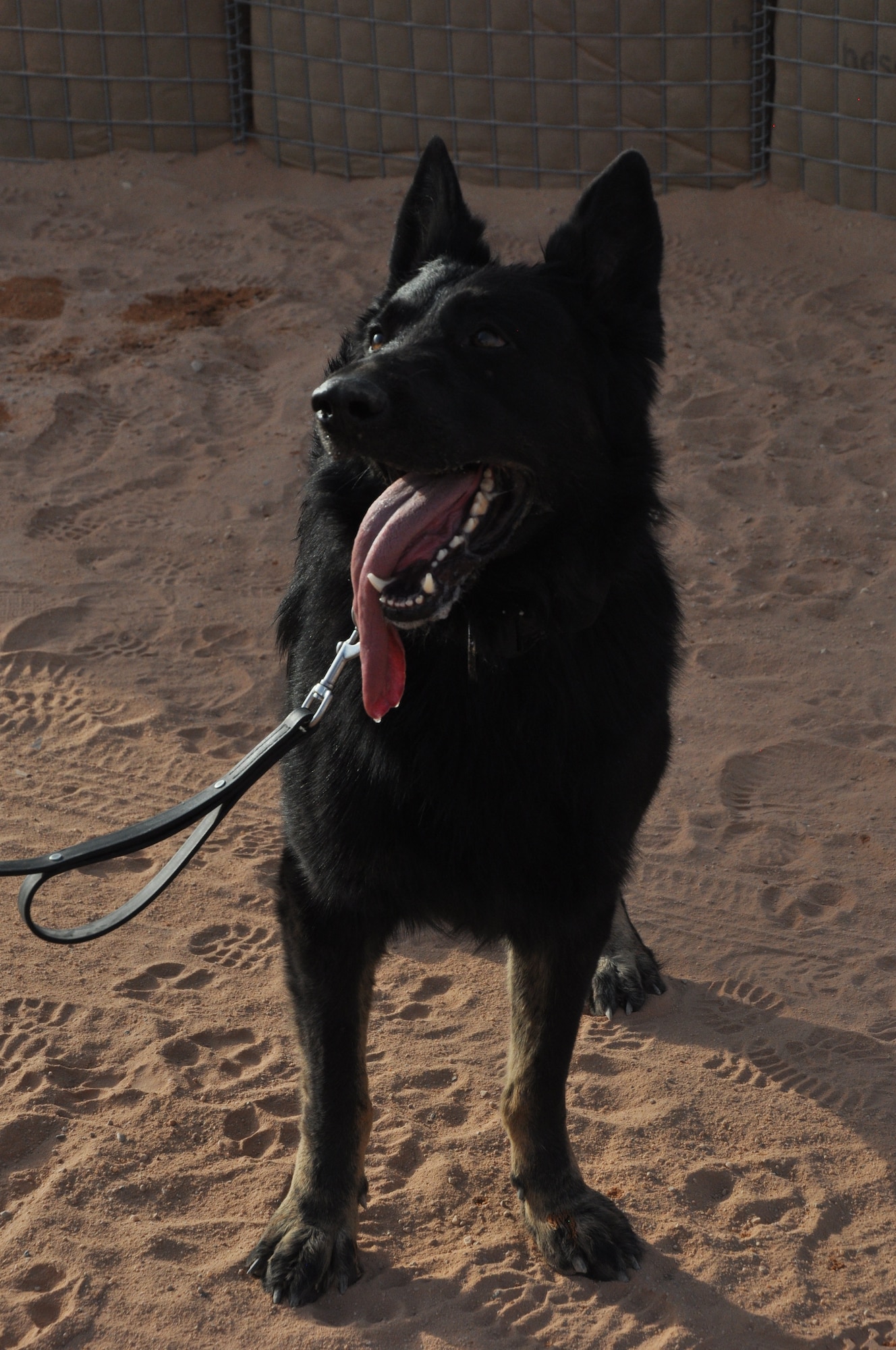 Military working dog handlers from the 378th Expeditionary Security Forces Squadron conduct a demonstration of restraint tactics at Prince Sultan Air Base, Kingdom of Saudi Arabia.