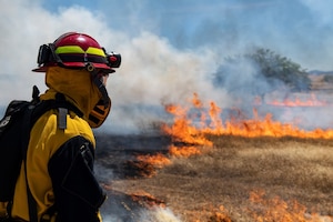 A milkweed plant sits in a field while 9th Civil Engineer Squadron firefighters manage a prescribed fire on Beale Air Force Base.