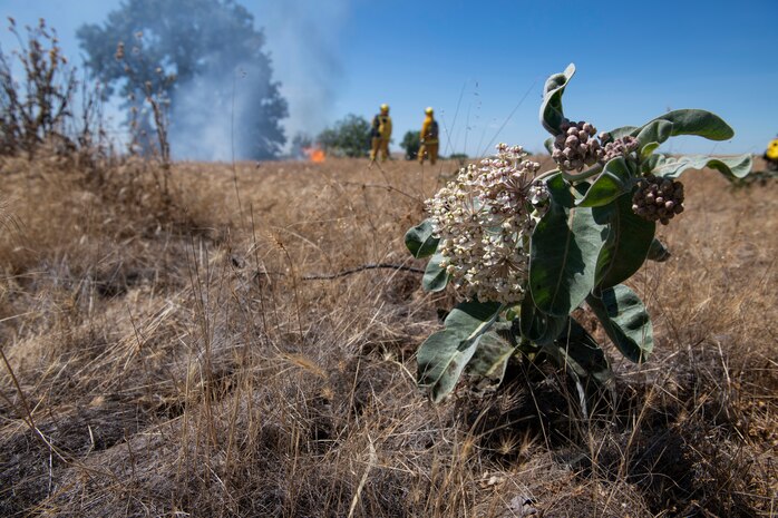 A milkweed plant sits in a field while 9th Civil Engineer Squadron firefighters manage a prescribed fire on Beale Air Force Base.