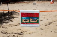 Personnel are monitoring sea turtle nests aboard Marine Corps Training Area Bellows, MCBH, June 10.