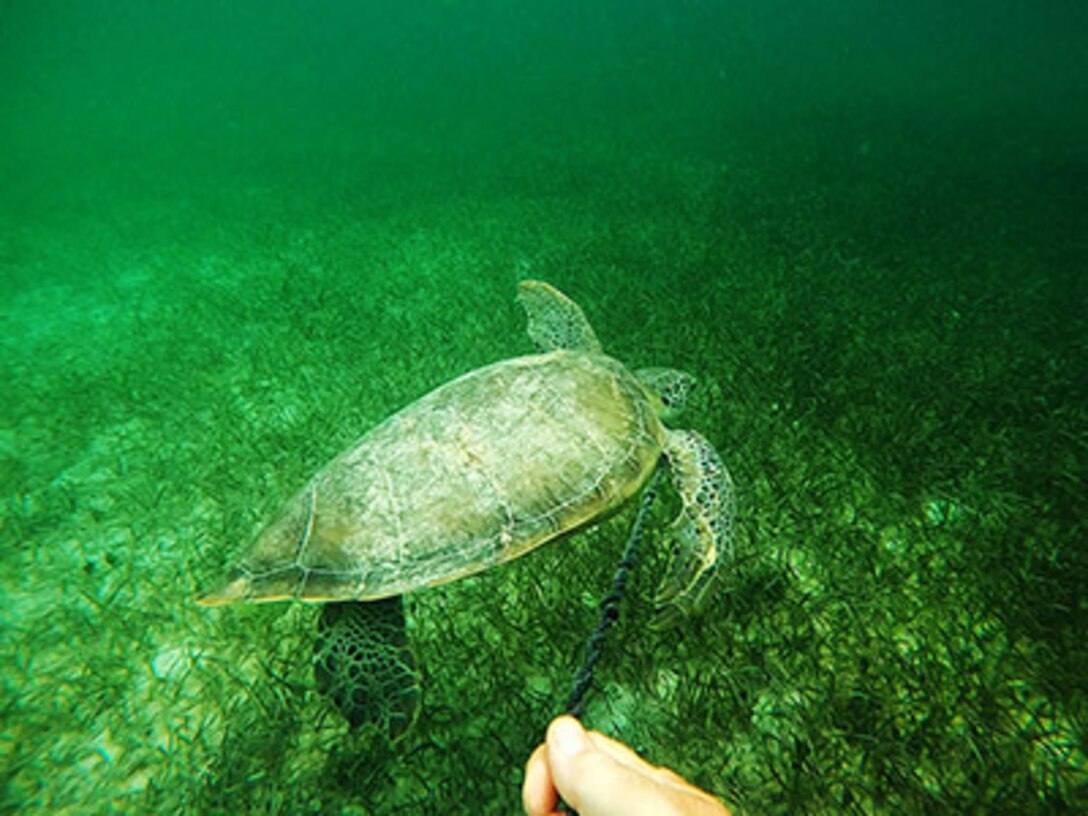 AUTEC personnel save green sea turtle entangled by rope, nets