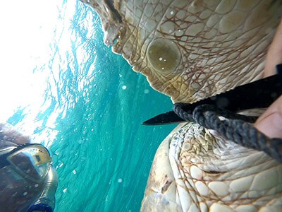 AUTEC personnel save green sea turtle entangled by rope, nets