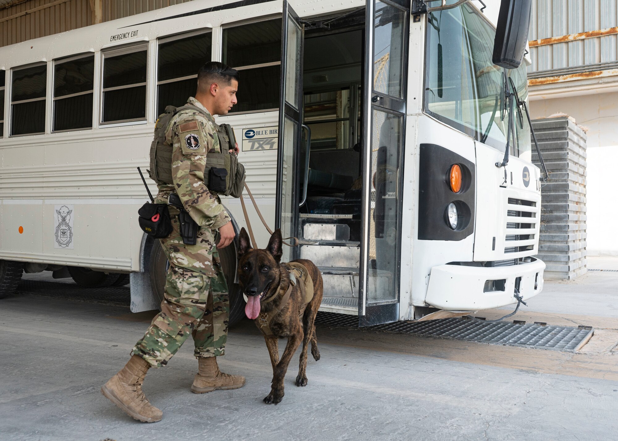U.S. Air Force Staff Sgt. Angel Flores, 379th Expeditionary Security Forces Squadron military working dog handler, and AAslan, 379th ESFS MWD, search a bus at Al Udeid Air Base, Qatar, July 2, 2020. Vehicles are searched to protect the installation and its assets. (U.S. Air Force photo by Senior Airman Olivia Grooms)