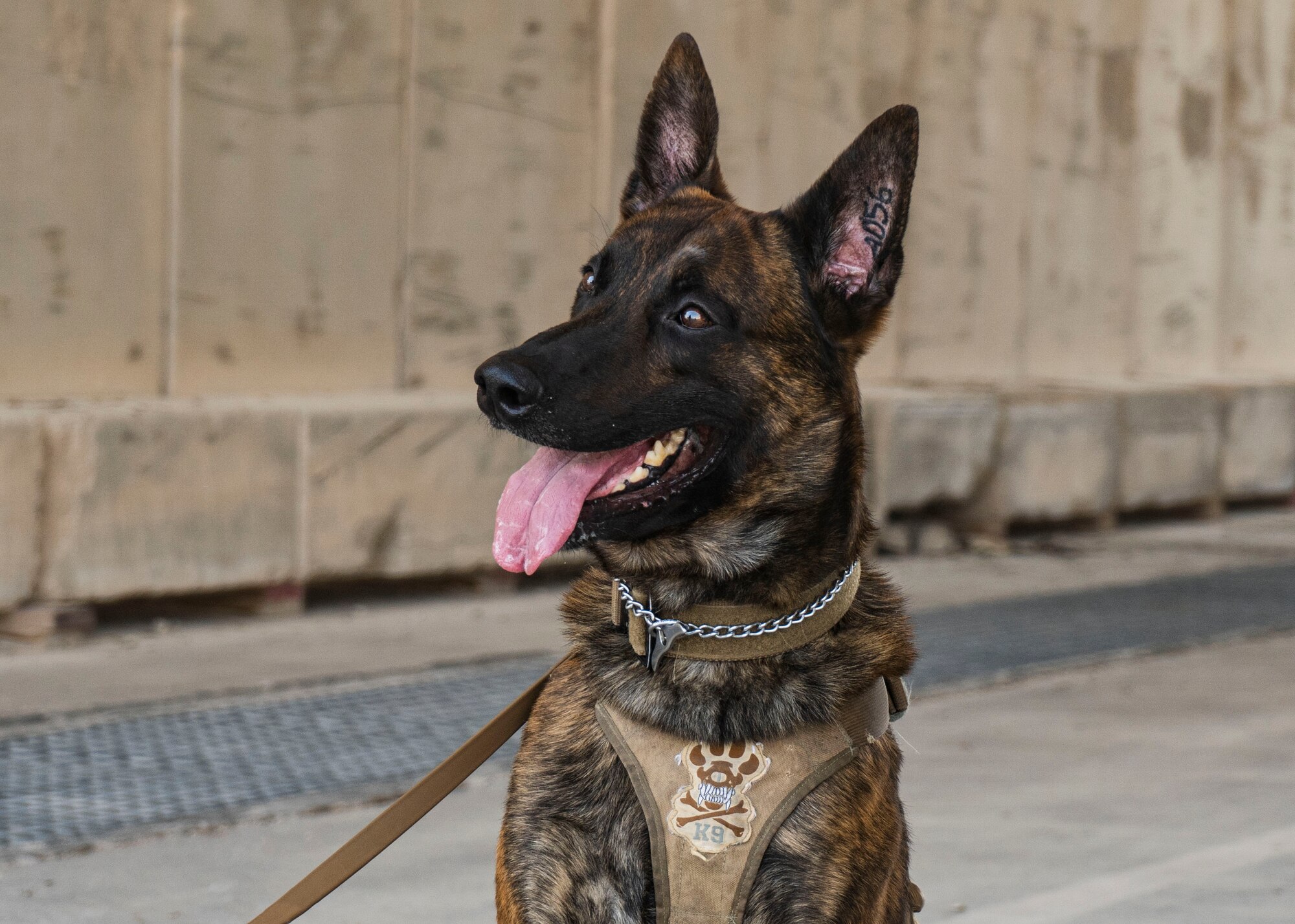 AAslan, 379th Expeditionary Security Forces Squadron military working dog, awaits a command from his handler at Al Udeid Air Base, Qatar, July 2, 2020. MWDs are trained to only listen to commands from their handlers. (U.S. Air Force photo by Senior Airman Olivia Grooms)