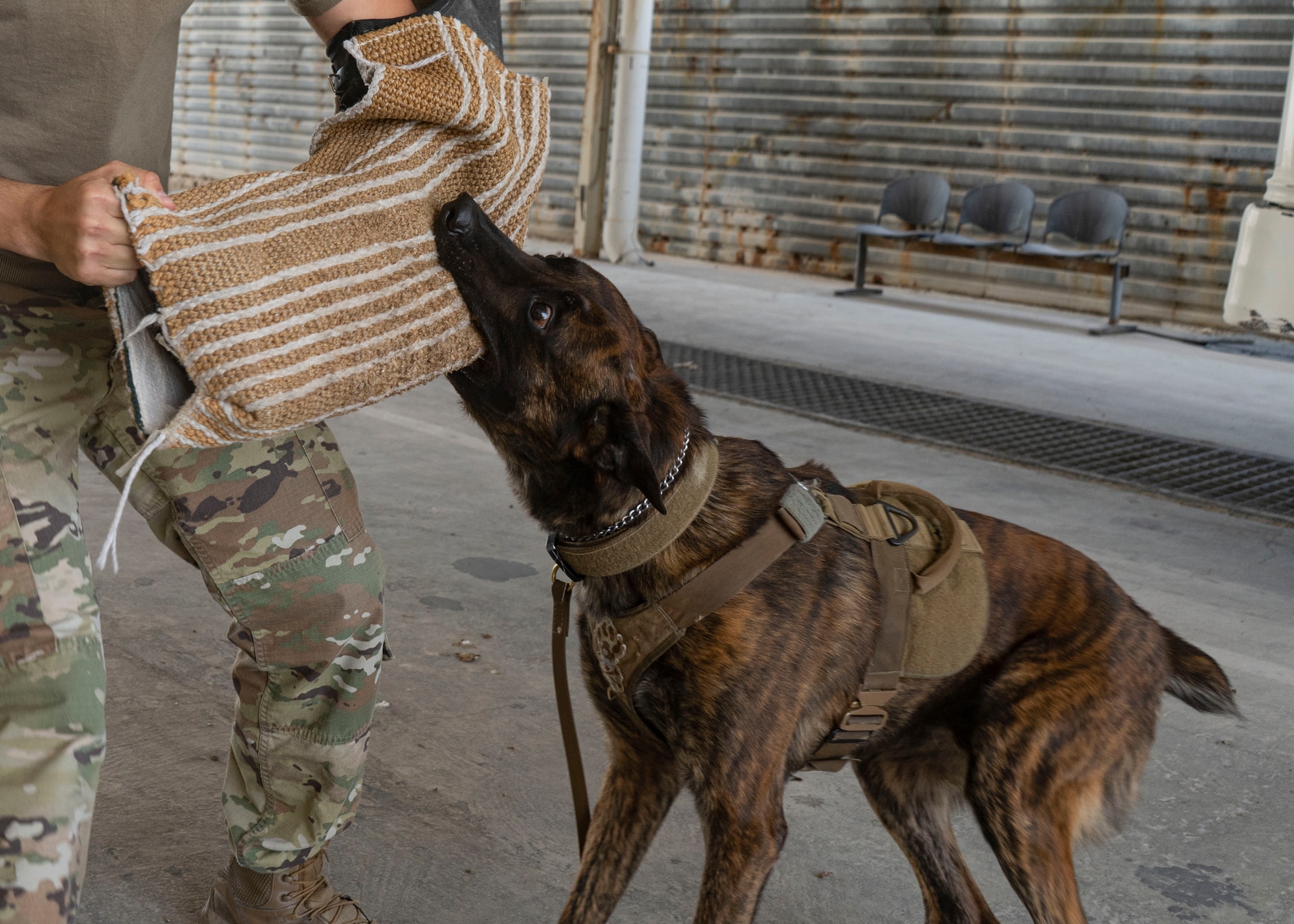 AAslan, 379th Expeditionary Security Forces Squadron military working dog, clenches a bite sleeve at Al Udeid Air Base, Qatar, July 2, 2020. Bite sleeves are used as a training mechanism for the dogs to learn controlled aggression techniques. (U.S. Air Force photo by Senior Airman Olivia Grooms)