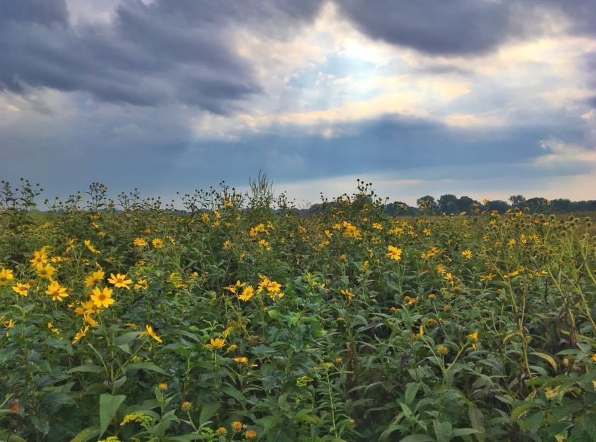 Scenic view of Huffman Prairie state Natural Landmark at Wright-Patterson Air Force Base. (U.S. Air Force photo/Danielle Trevino)