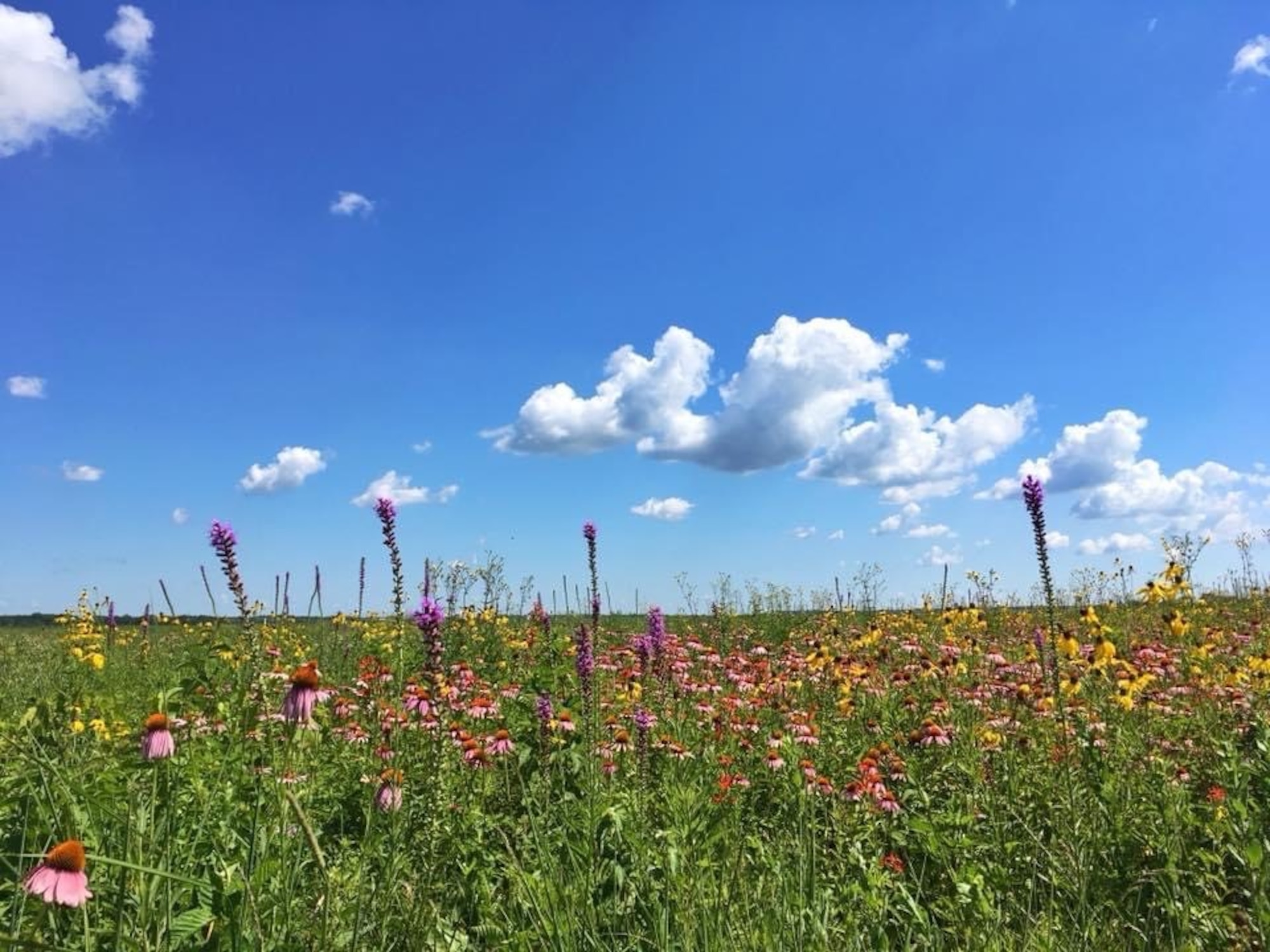 Blue sky and wildflowers enhance Huffman Prairie State Natural Landmark, located next to the Wright Brothers Flying Field, Gate 16A off Route 444. (U.S. Air Force photo/Danielle Trevino)