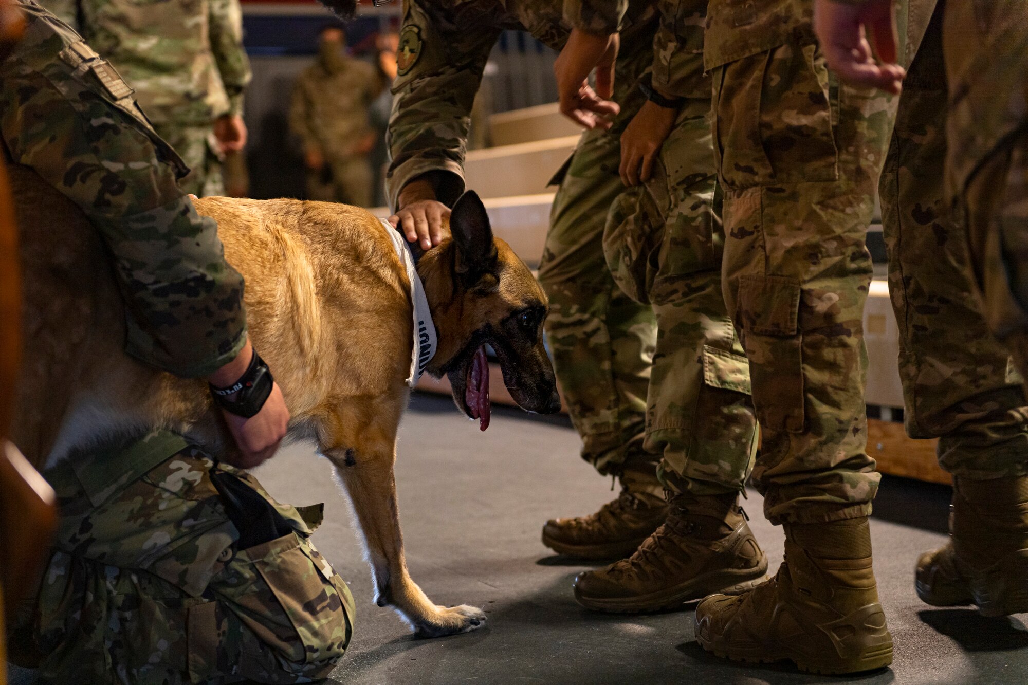 A photo of Airmen petting a retired military working dog