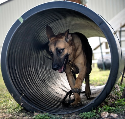 Vanda, a military working dog, or MWD, trainee assigned to the 341st Training Squadron, runs through a tunnel during obedience training Nov. 17, 2016, at Joint Base San Antonio-Lackland. The course is designed to improve agility, reaction time and stamina in the military working dogs as part of their training.