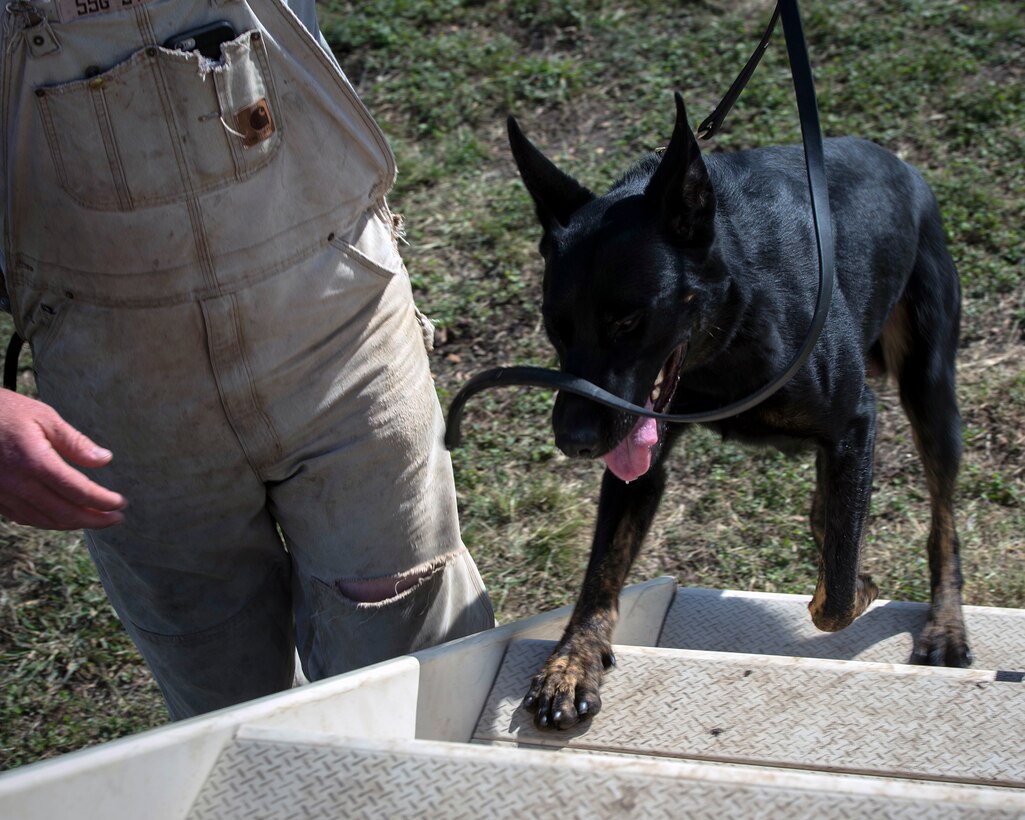 Cezar, a military working dog trainee assigned to the 341st Training Squadron, climbs stairs during obedience training on Nov. 17, 2016, at Joint Base San Antonio-Lackland. The course is designed to challenge MWD and improve their coordination and reaction time to commands given by a handler.